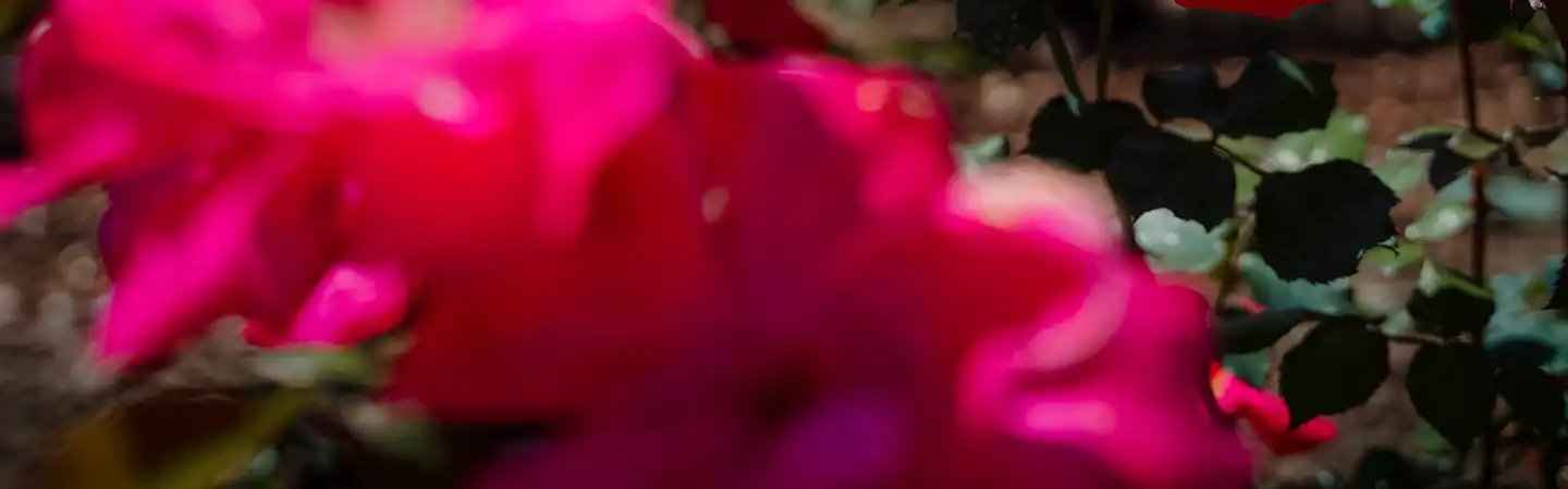 Roses à la roseraie Princesse Grace de Monaco