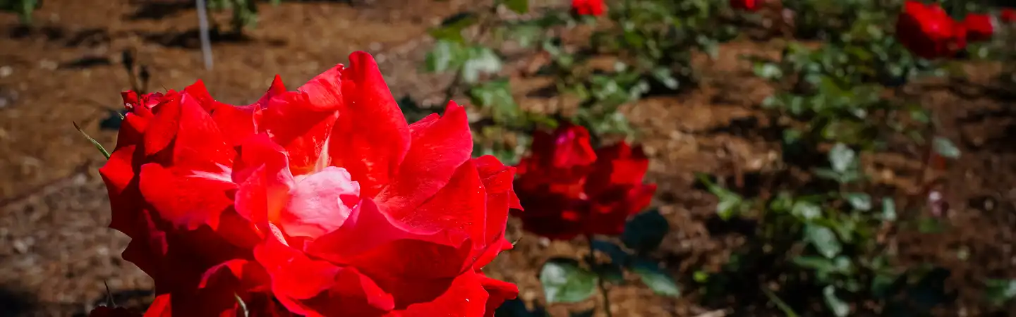 Roses à la roseraie Princesse Grace de Monaco