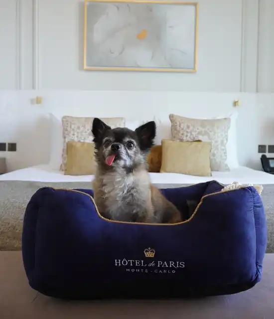 Hôtel de Paris Monte-Carlo - chien