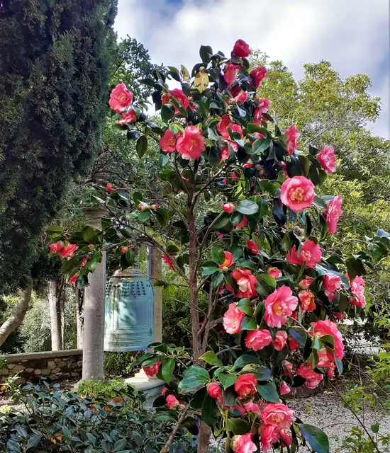 Jardin Hanbury ©GBH Daniela Guglielmi