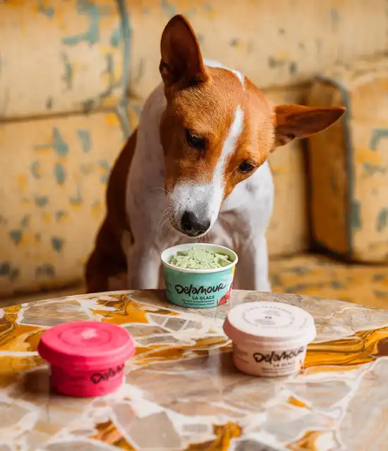 Marlow Monte-Carlo - chien