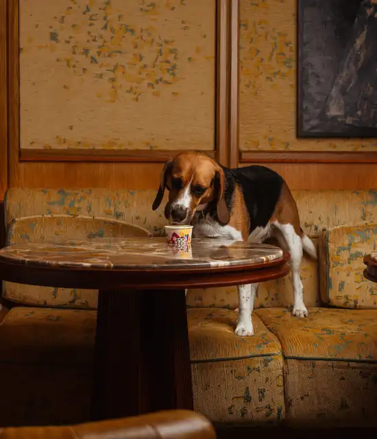 Marlow Monte-Carlo - chien