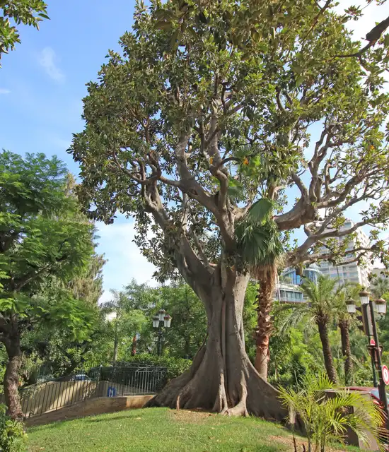 Jardin Petite Afrique