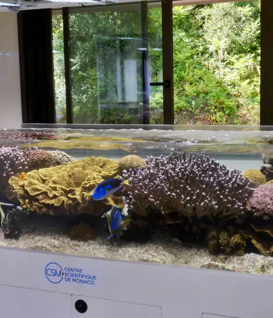 Aquarium coraux vivants - Centre Scientifique Monte-Carlo