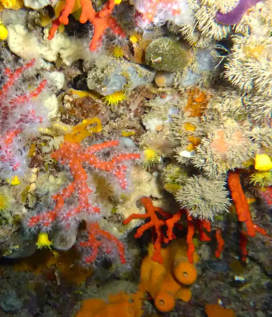Colonies de corail rouge dans une grotte naturelle