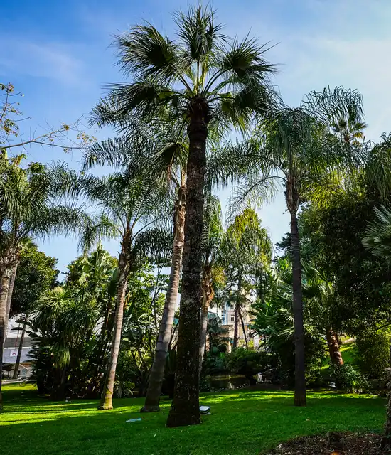 Roses à la roseraie Princesse Grace de Monaco