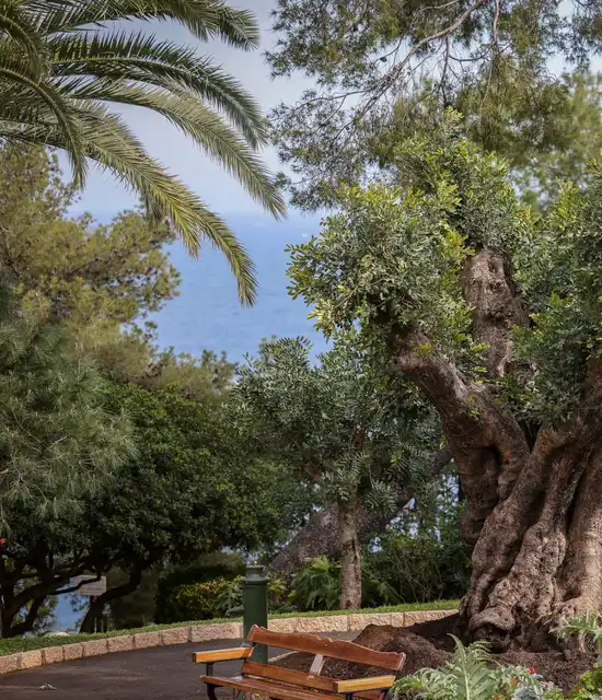 Roses à la roseraie Princesse Grace de Monaco
