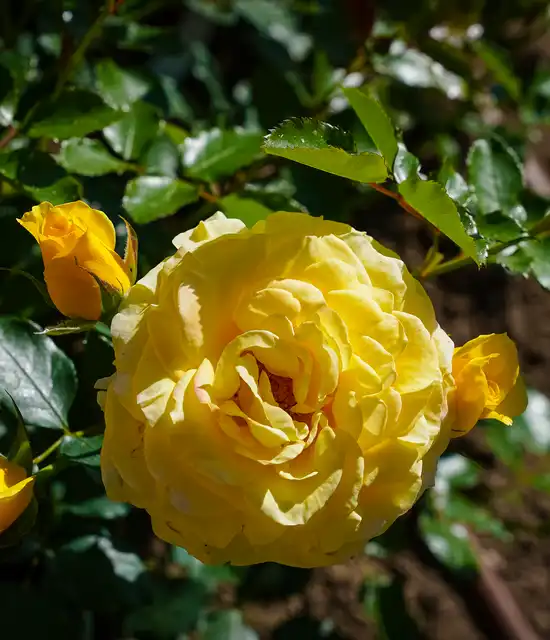 Roseraie Princesse Grace 