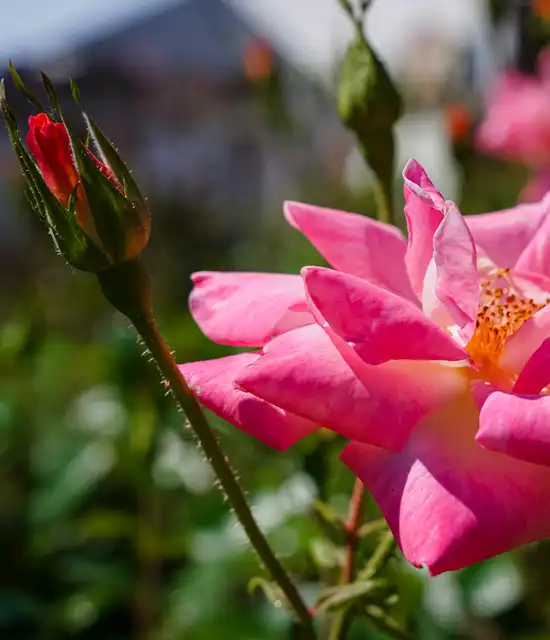 Roses à la roseraie Princesse Grace de Monaco