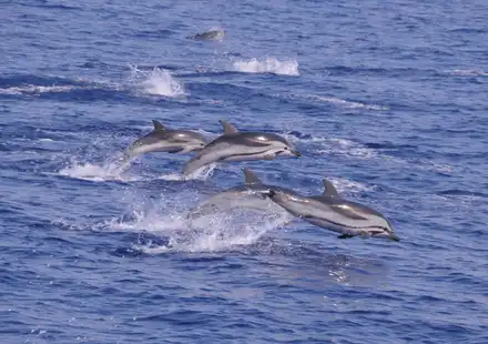 Dauphins & baleines Mer Monaco - La faune du Sanctuaire Pelagos