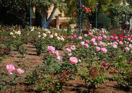 Roses à la roseraie Princesse Grace de Monaco