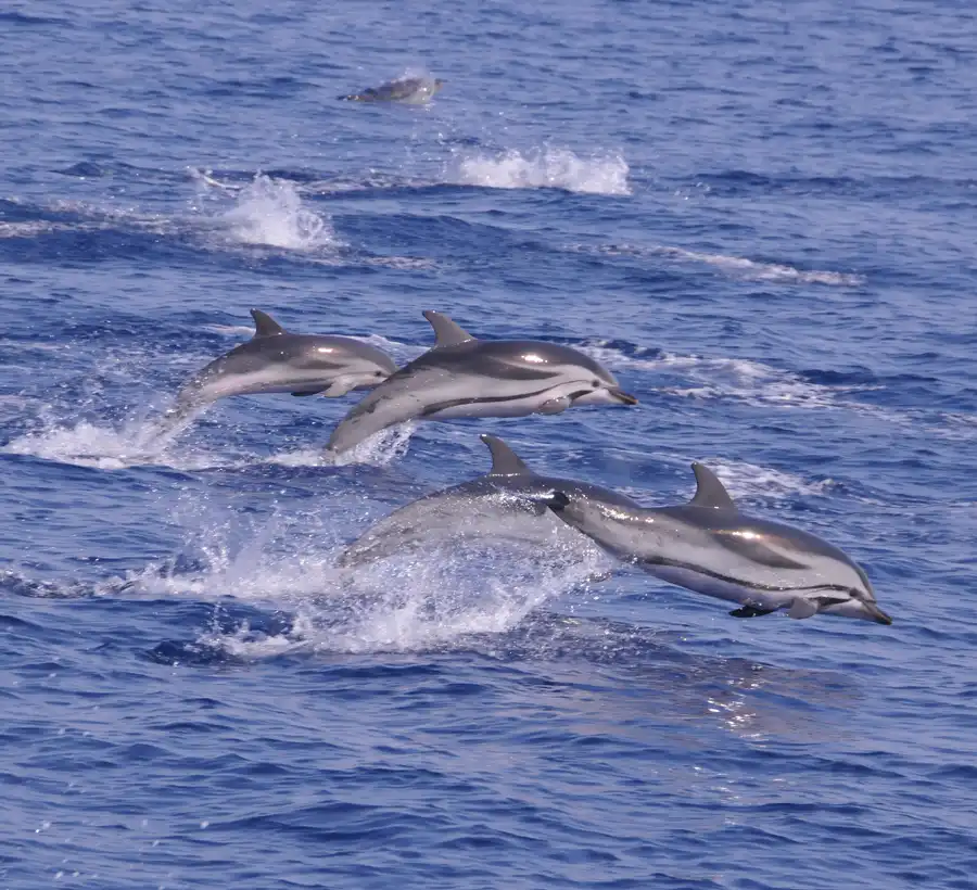 Dauphins & baleines Mer Monaco - La faune du Sanctuaire Pelagos