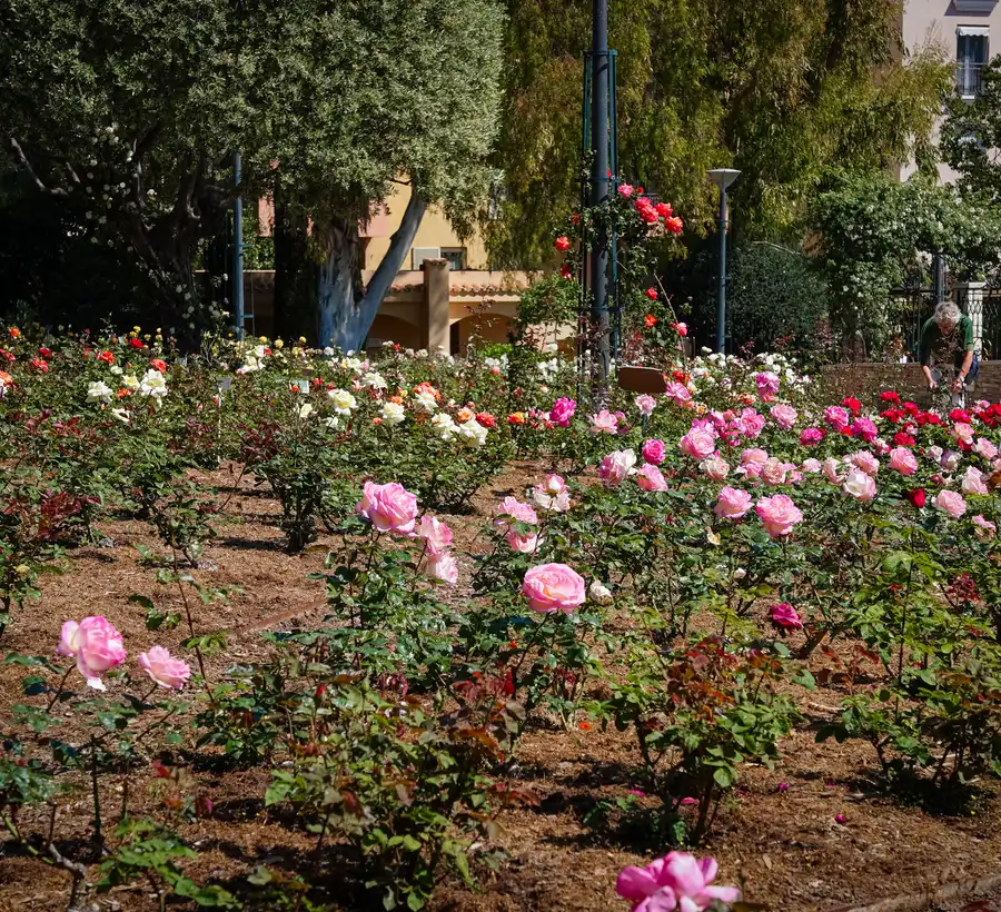 Roses à la roseraie Princesse Grace de Monaco