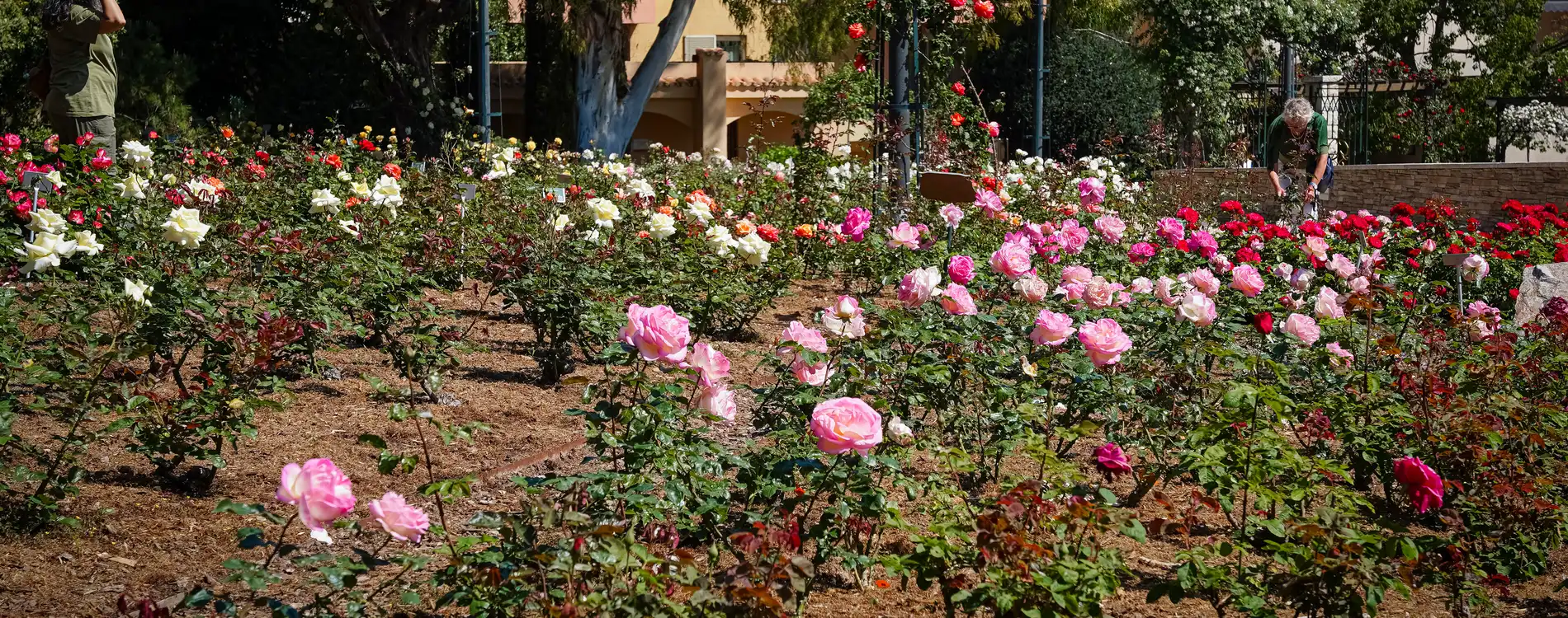 Roses à la roseraie Princesse Grace de Monaco