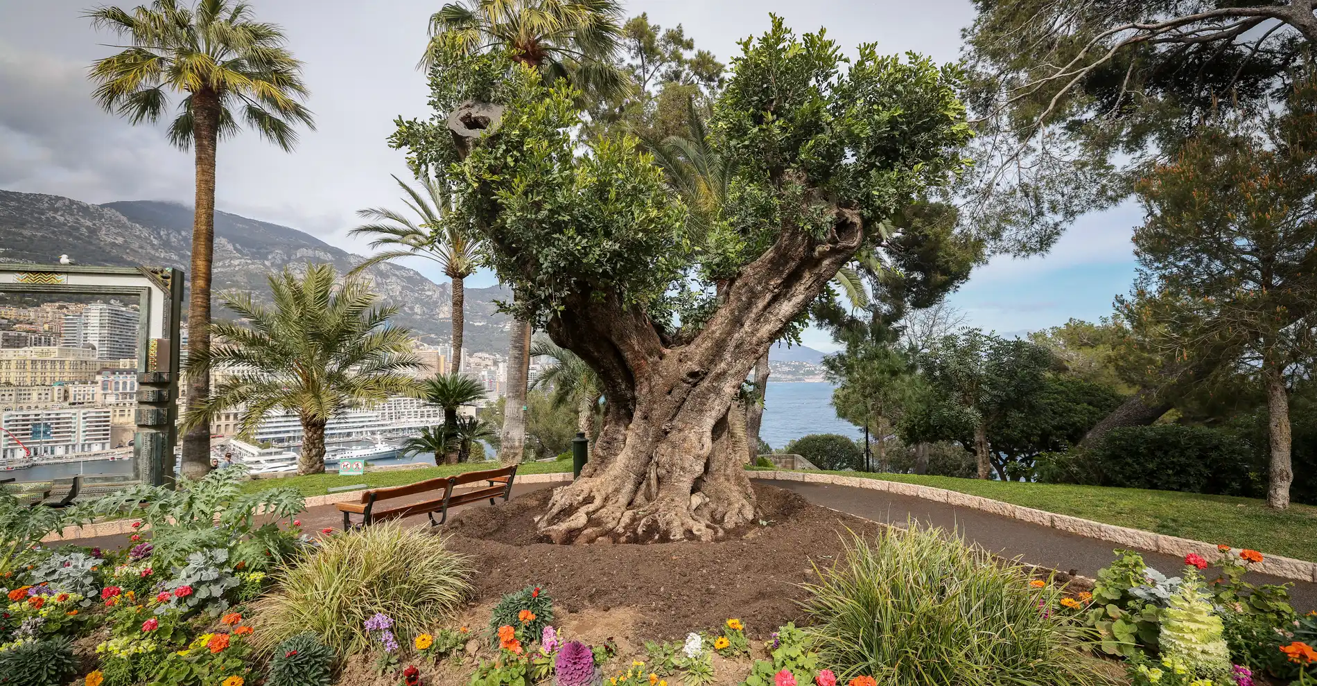 Roseraie Princesse Grace Monaco - vue 