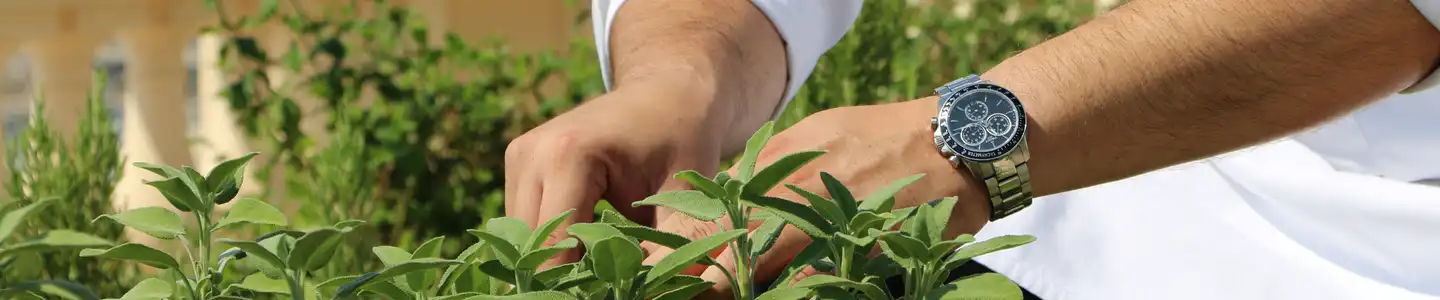 Les Thermes Marins - Le potager du Restaurant l'Hirondelle